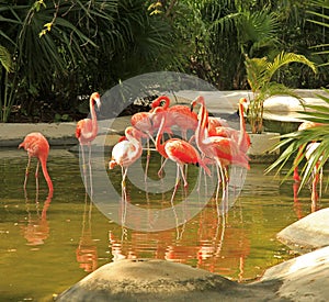 Flamingo at the Grand Mayan Vidanta Riviera Maya