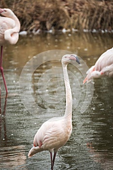 Flamingo Greater Flamingo / Phoenicopterus roseus.