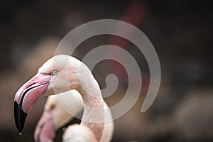 Flamingo Greater Flamingo / Phoenicopterus roseus.