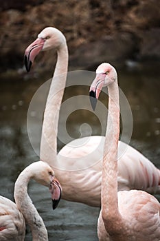 Flamingo Greater Flamingo / Phoenicopterus roseus.