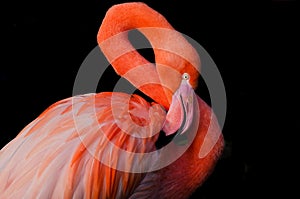 A flamingo grooming itself