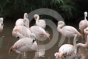 Flamingo group