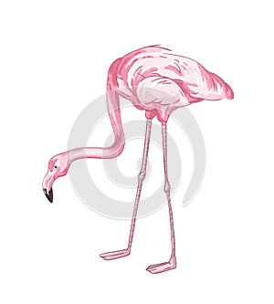 Flamingo hand drawn vector illustration. Pink tropical bird color drawing. African fauna representative, realistic red photo