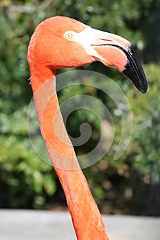 Flamingo head