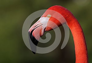 Flamingo Head photo