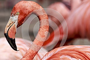 Flamingo head