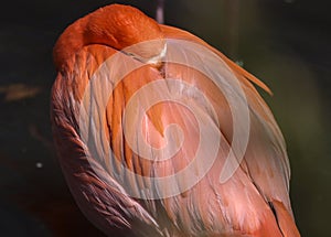 flamingo with head nestled in feathers