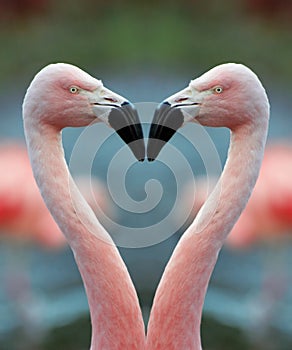 Flamingo heart