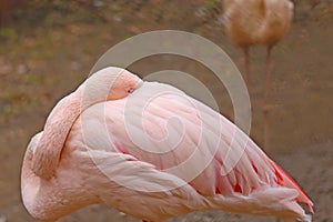 The flamingo hid its beak under the feathers