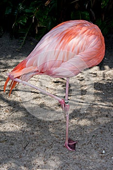 Flamingo hiding in natural pose
