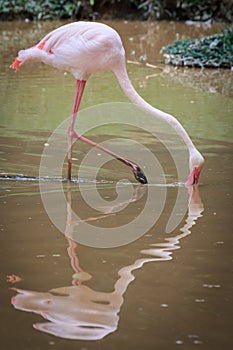 Flamingo hunting for fish