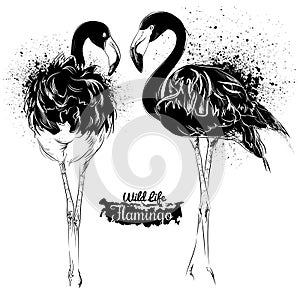 Flamingo. Illustration in grunge style