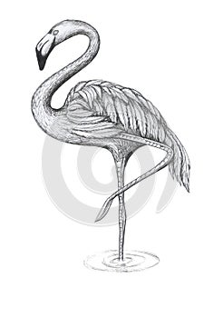 Flamingo isolate object tropical leaves White background