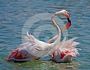 Flamingo kiss