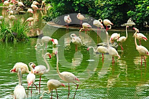 Flamingo in Kowloon park