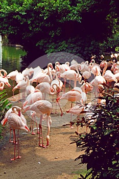 Flamingo in the Kowloon park of Hong Kong