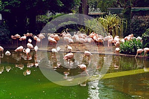 Flamingo in the Kowloon park of Hong Kong