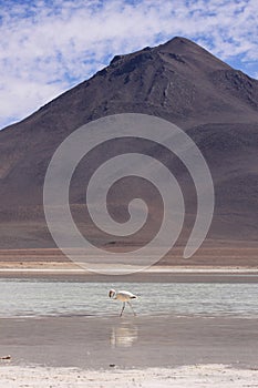 Flamingo in Laguna Blanca, Bolivia