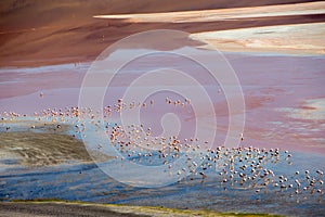 Flamingo Laguna Colorada