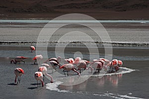 Flamingo on Laguna Hedionda photo