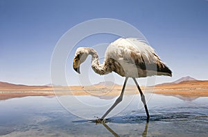 Flamingo in lake