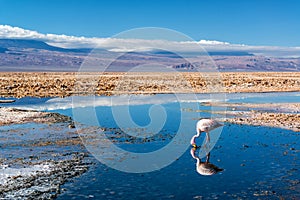 Flamingo in Lake Chaxa