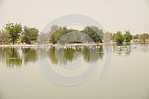 Flamingo lake in the Dubai desert