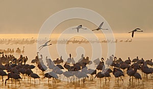 Flamingo on the lake early in the morning in fog. Soft Image. Kenya. Africa. Nakuru National Park. Lake Bogoria National Reserve.