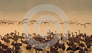 Flamingo on the lake early in the morning in fog. Soft Image. Kenya. Africa. Nakuru National Park. Lake Bogoria National Reserve.