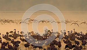 Flamingo on the lake early in the morning in fog. Soft Image. Kenya. Africa. Nakuru National Park. Lake Bogoria National Reserve.