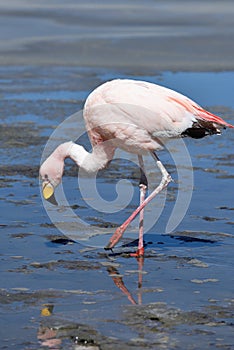 Flamingo on the lake