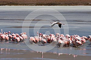 Flamingo on the lake