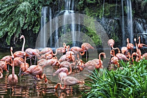 Flamingo Lake at Jurong Bird Park