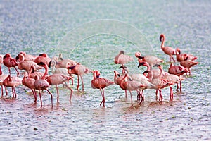 Flamingo on the lake in the rain. Kenya.