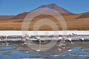 Flamingo on the lake