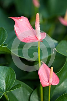 Flamingo lily