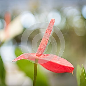 Flamingo lily flower in the garden