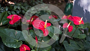 Flamingo Lily Plant In A Park