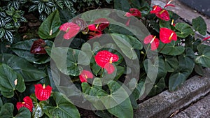 Flamingo Lily Plant In A Park