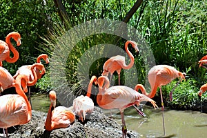 Flamingo Lingo Group