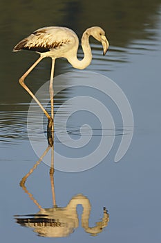 Flamingo - Phoenicopterus roseus - bird photo