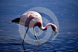 Seeking food, Flamenco Andino, National Reserve Los Flamencos, Chile photo