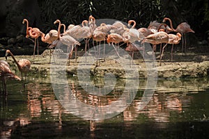 Flamingo photo