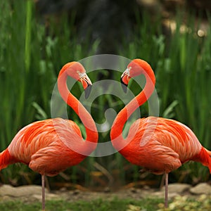 Flamingo love talk