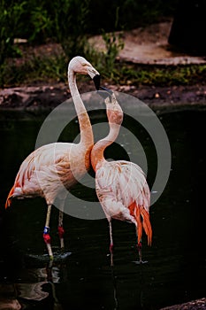 Flamingo love