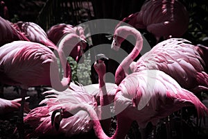 Flamingo mafiosos