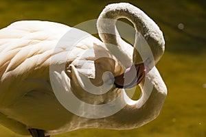 Flamingo making an eight with its neck