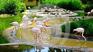 Flamingo meeting at the water