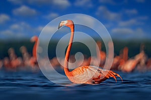 Flamingo, Mexico wildlife. Flock of bird in the river sea water, with dark blue sky with clouds. American flamingo, Phoenicopterus