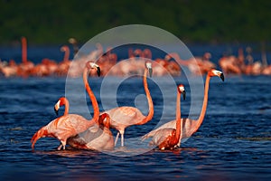 Flamingo, Mexico wildlife. Flock of bird in the river sea water, with dark blue sky with clouds. American flamingo, Phoenicopterus